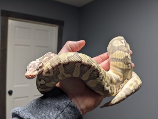 1.0 GHI Super Pastel Lesser Pos Het Ghost Ball Python by Snakers Reptiles