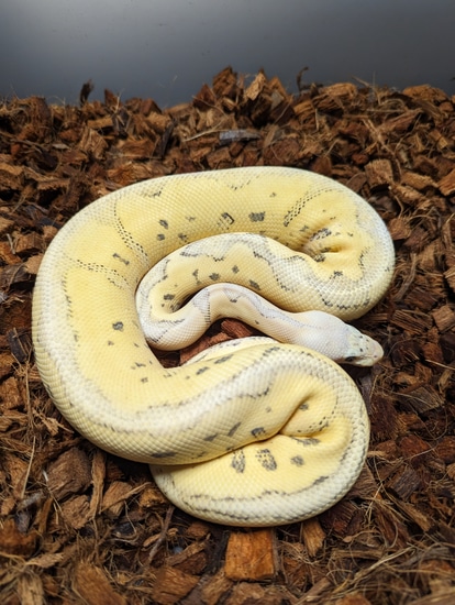 Vanilla Super Pastel Clown Ball Python by Snakers Reptiles