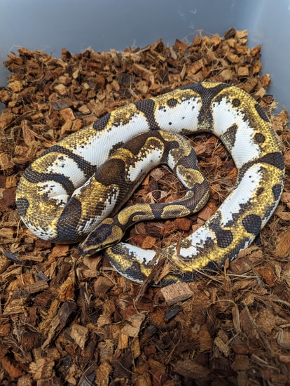 Super Enchi Calico Pastel Ball Python by Snakers Reptiles
