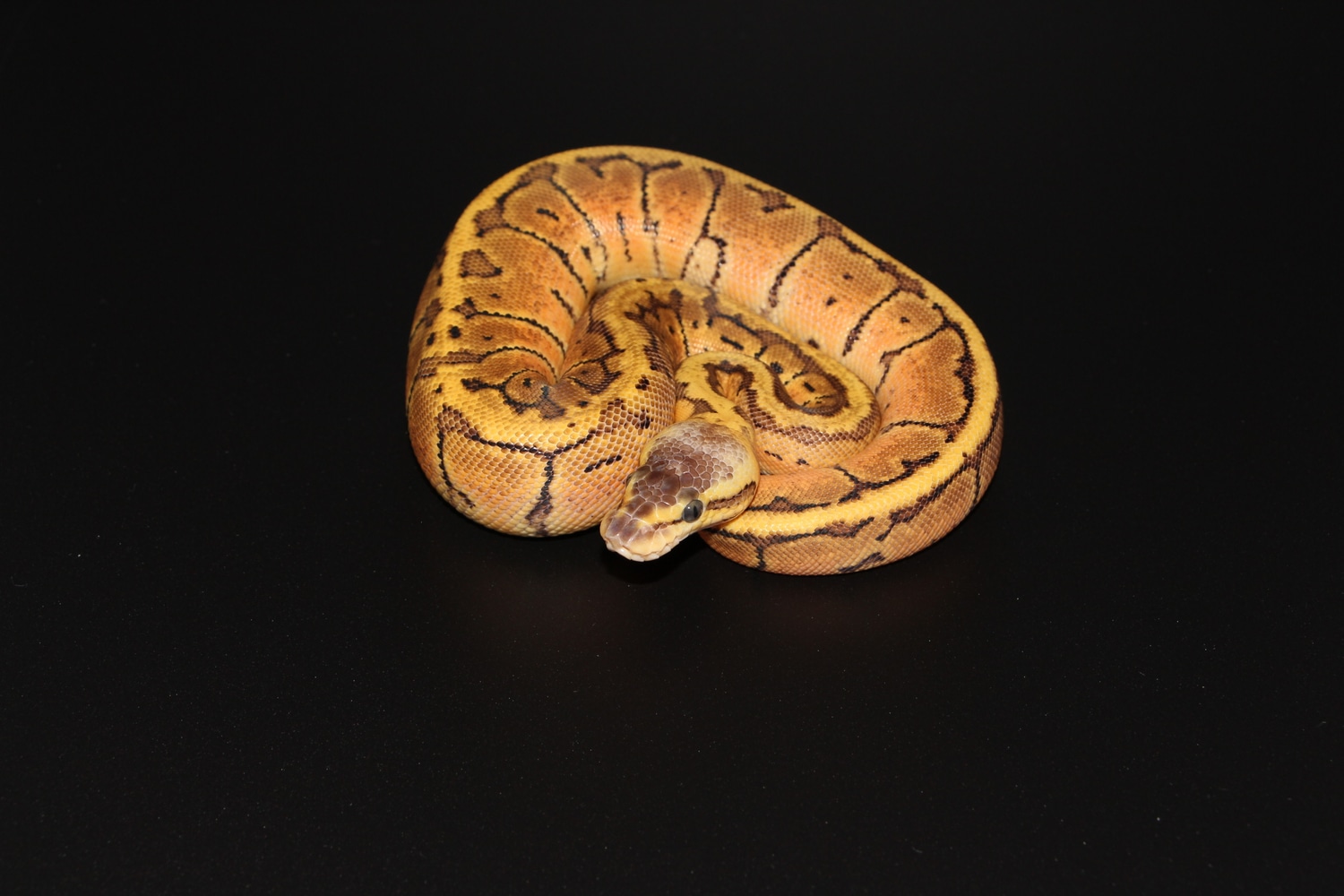 Lemon Blast Ball Python by On Point Ball Pythons - MorphMarket image.