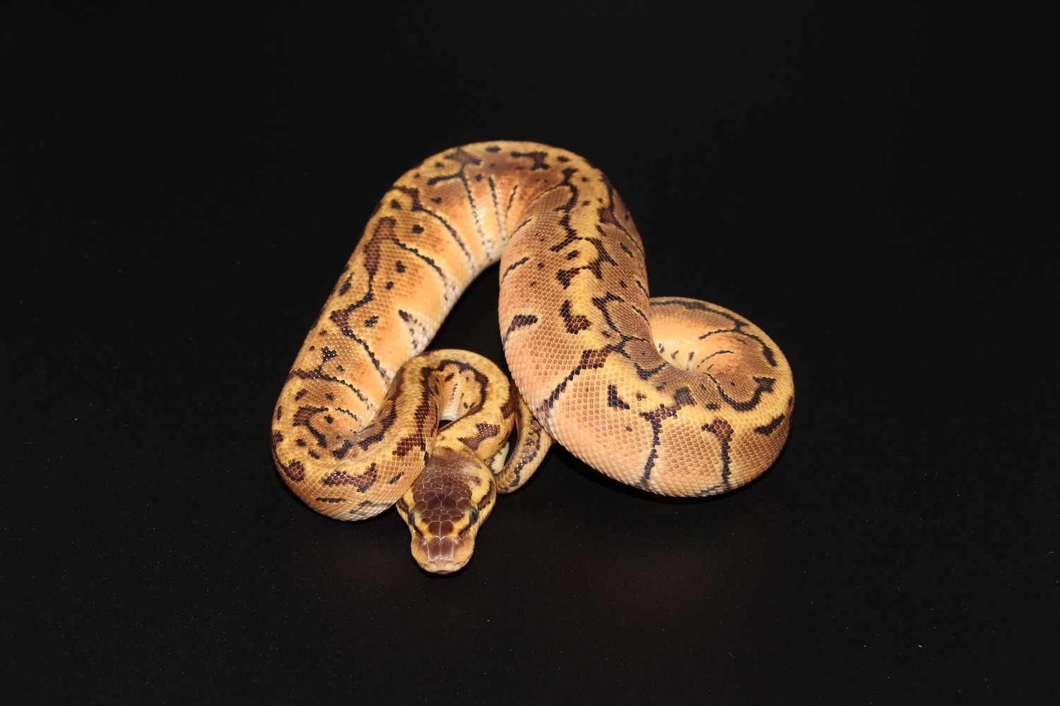 Lemon Blast Ball Python by On Point Ball Pythons - MorphMarket