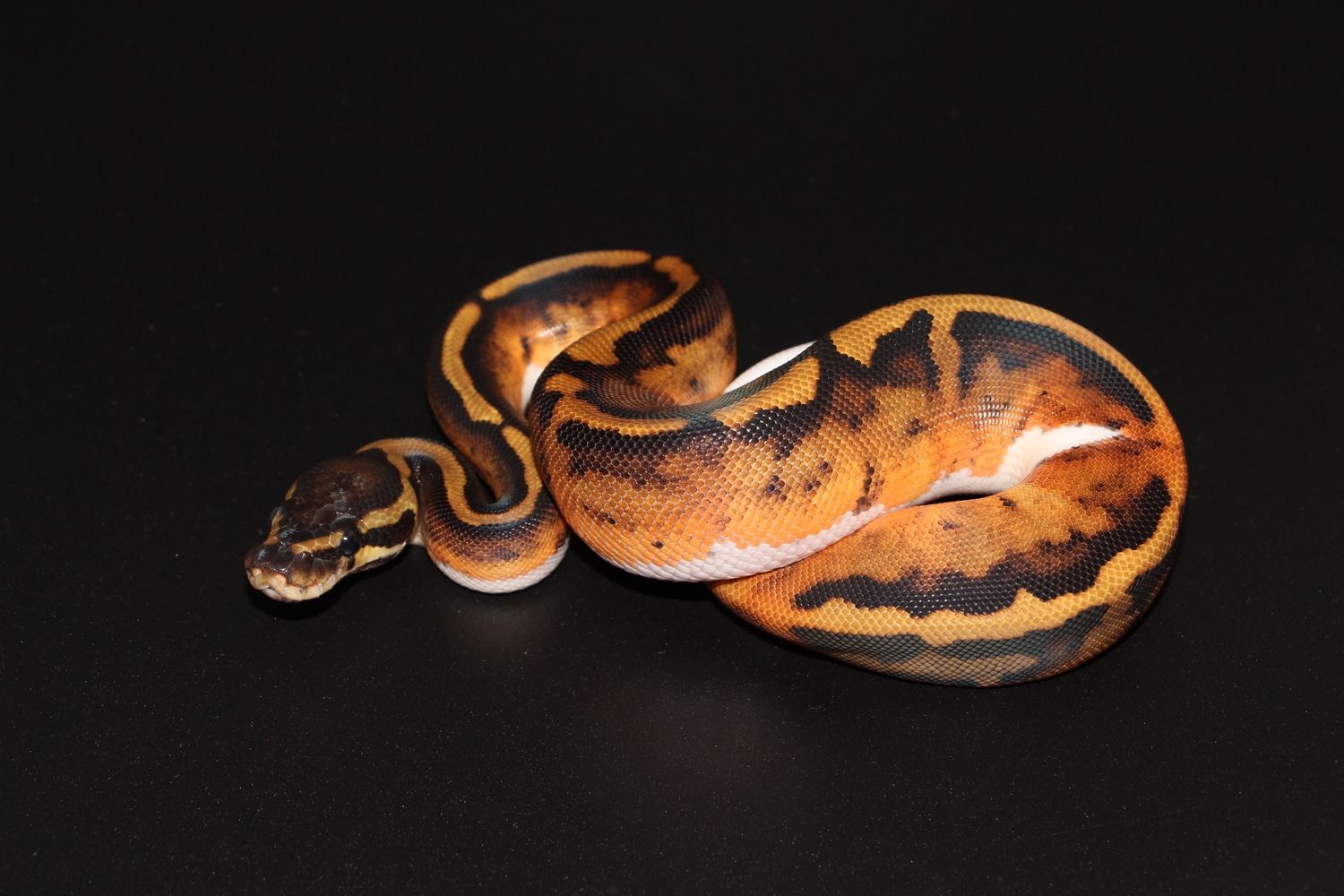 Piebald Ball Python by On Point Ball Pythons - MorphMarket