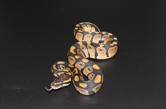 Normal Het Pied Ball Python by On Point Ball Pythons