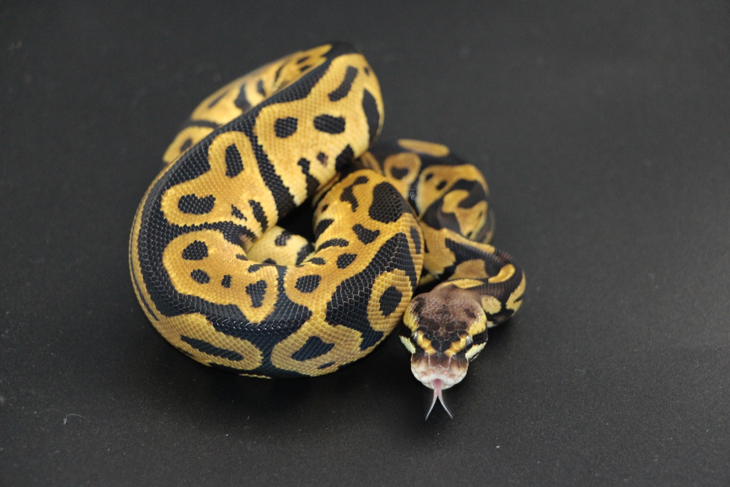 Pastel Leopard Ball Python by On Point Ball Pythons - MorphMarket