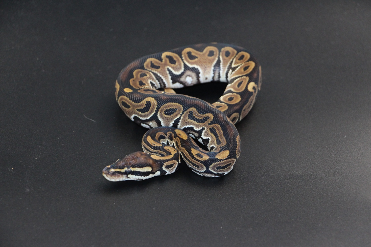 Het Red Axanthic Ball Python by On Point Ball Pythons - MorphMarket