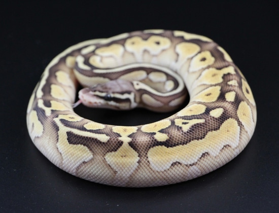 Pastel Lesser YB Hypo Ball Python by On Point Ball Pythons