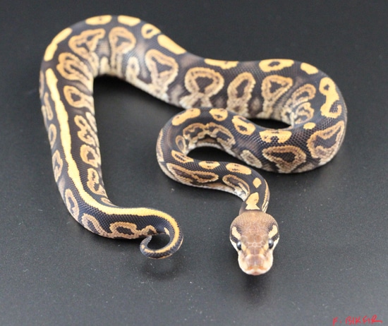 Black Pastel Fire Ball Python by On Point Ball Pythons