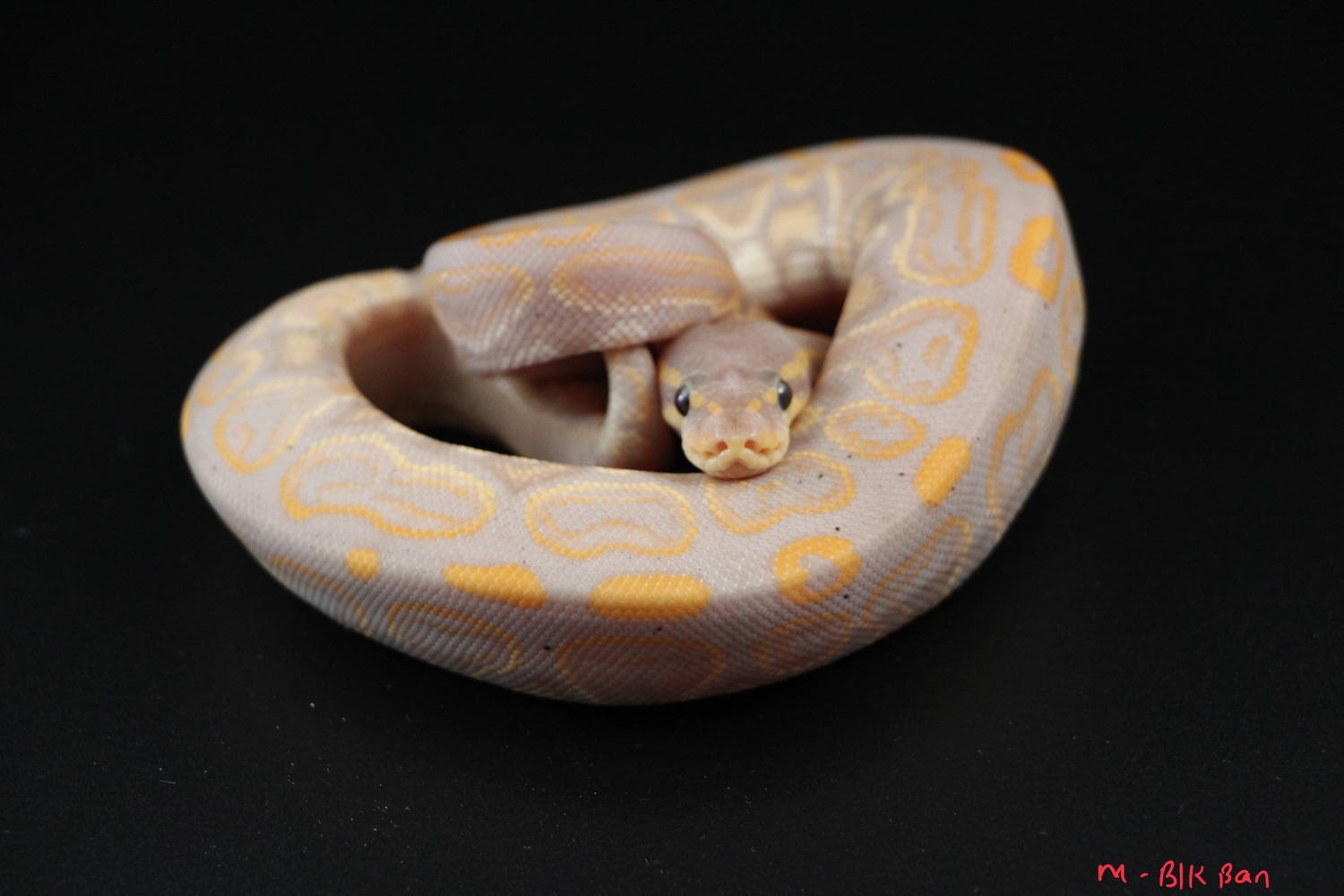Black Pastel Banana Ball Python by On Point Ball Pythons - MorphMarket