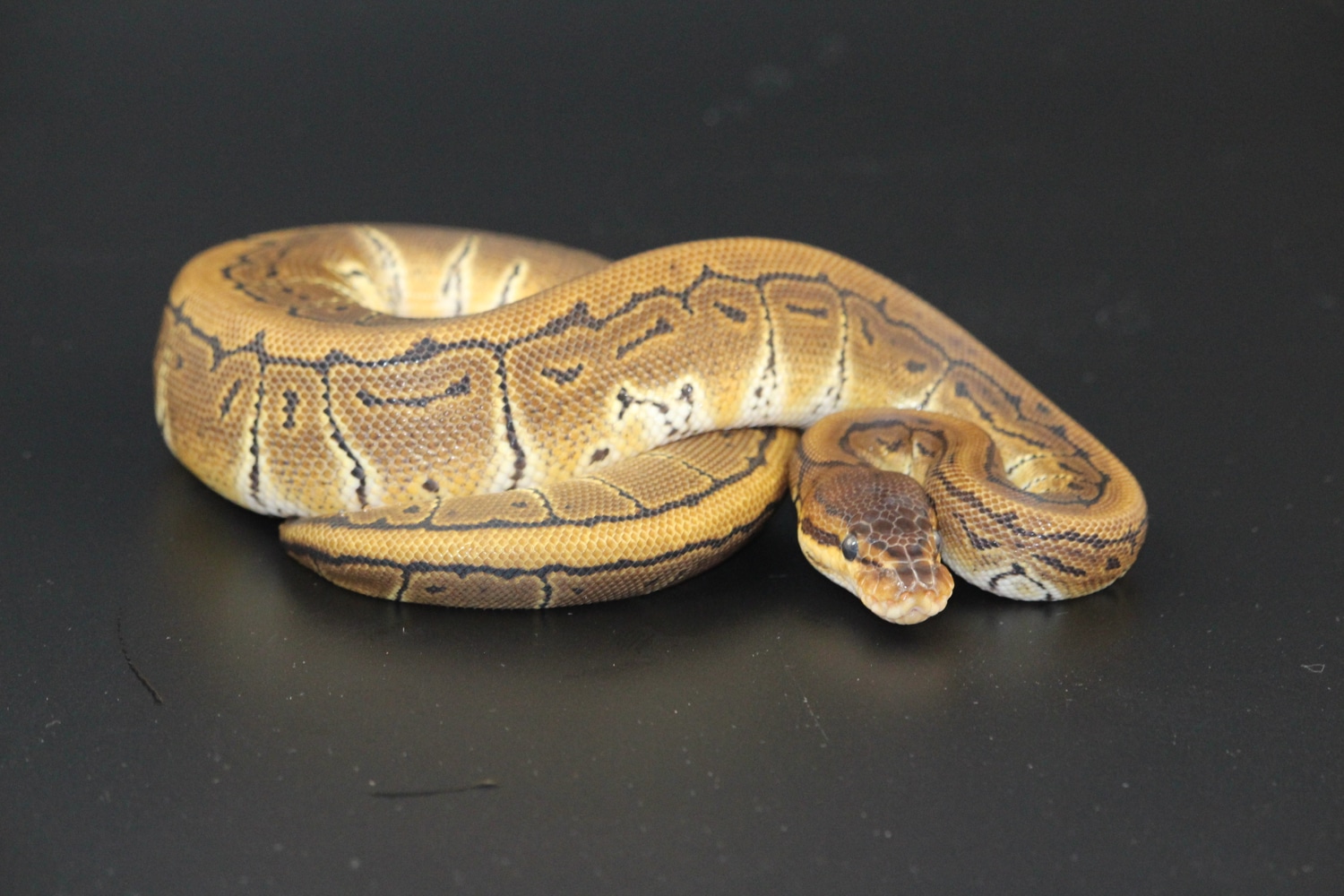 Pinstripe Ball Python by On Point Ball Pythons - MorphMarket