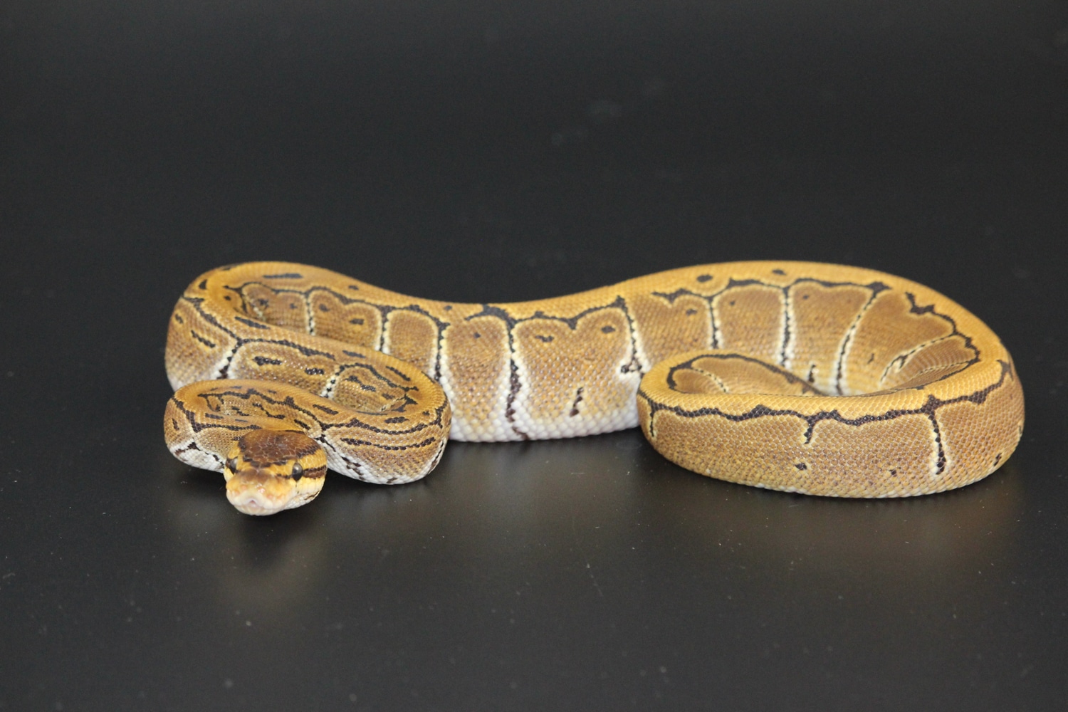 Pinstripe Ball Python by On Point Ball Pythons - MorphMarket