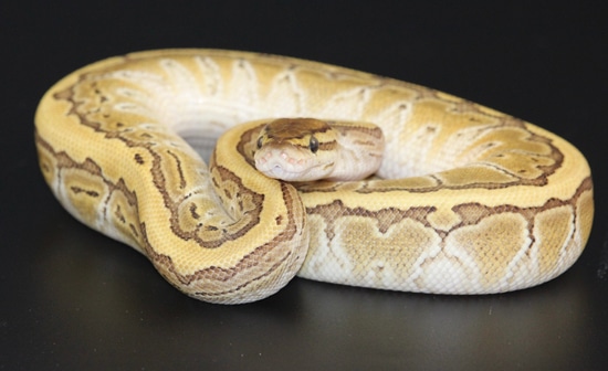 Pinstripe Lesser Ball Python by On Point Ball Pythons