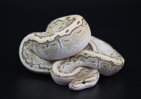 Pinstripe Lesser Ball Python by On Point Ball Pythons