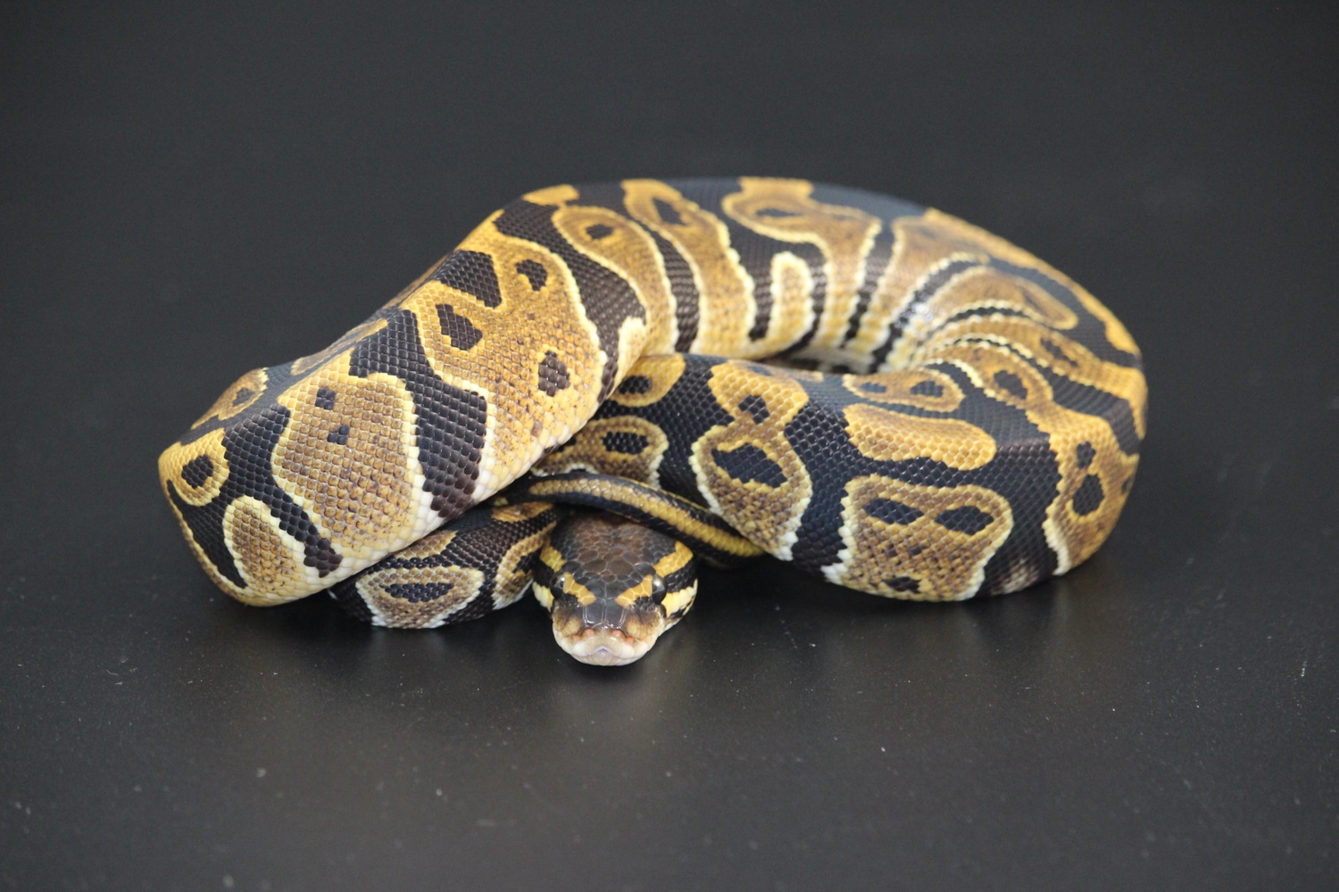 Normal Ball Python by On Point Ball Pythons - MorphMarket