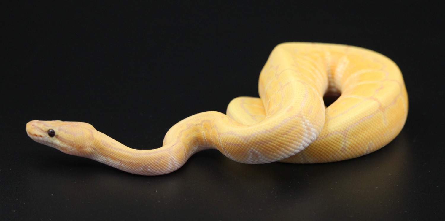 Pinstripe Banana Ball Python by On Point Ball Pythons - MorphMarket