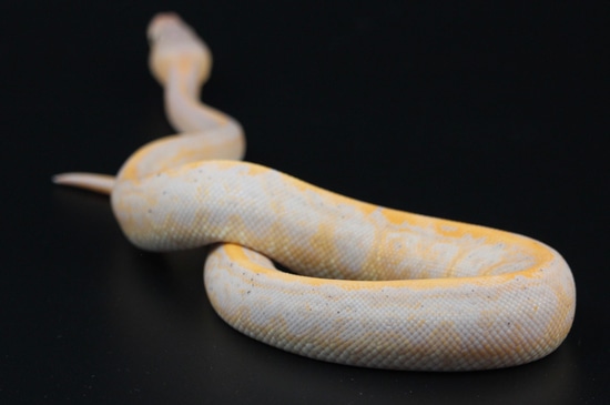Pinstripe Black Pastel Lesser Banana Ball Python by On Point Ball Pythons