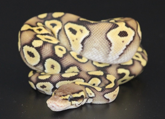 Pastel Mojave Axanthic (VPI) [het] Ball Python by On Point Ball Pythons