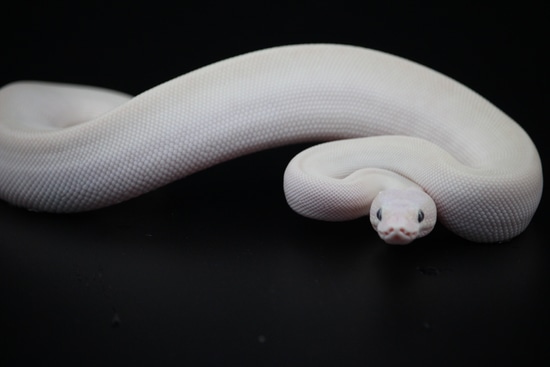 Mojave Butter BEL Ball Python by On Point Ball Pythons