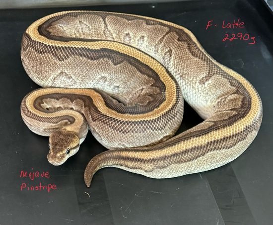 Mojave Pinstripe Ball Python by On Point Ball Pythons
