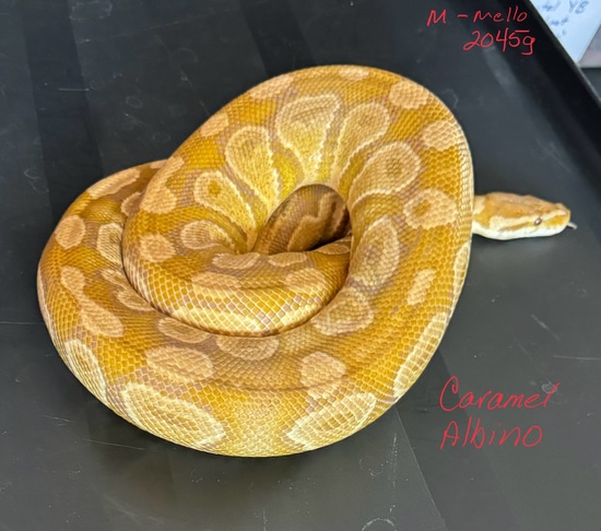 Caramel Albino Ball Python by On Point Ball Pythons
