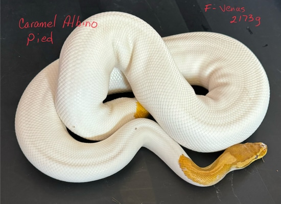 Caramel Albino Pied Ball Python by On Point Ball Pythons
