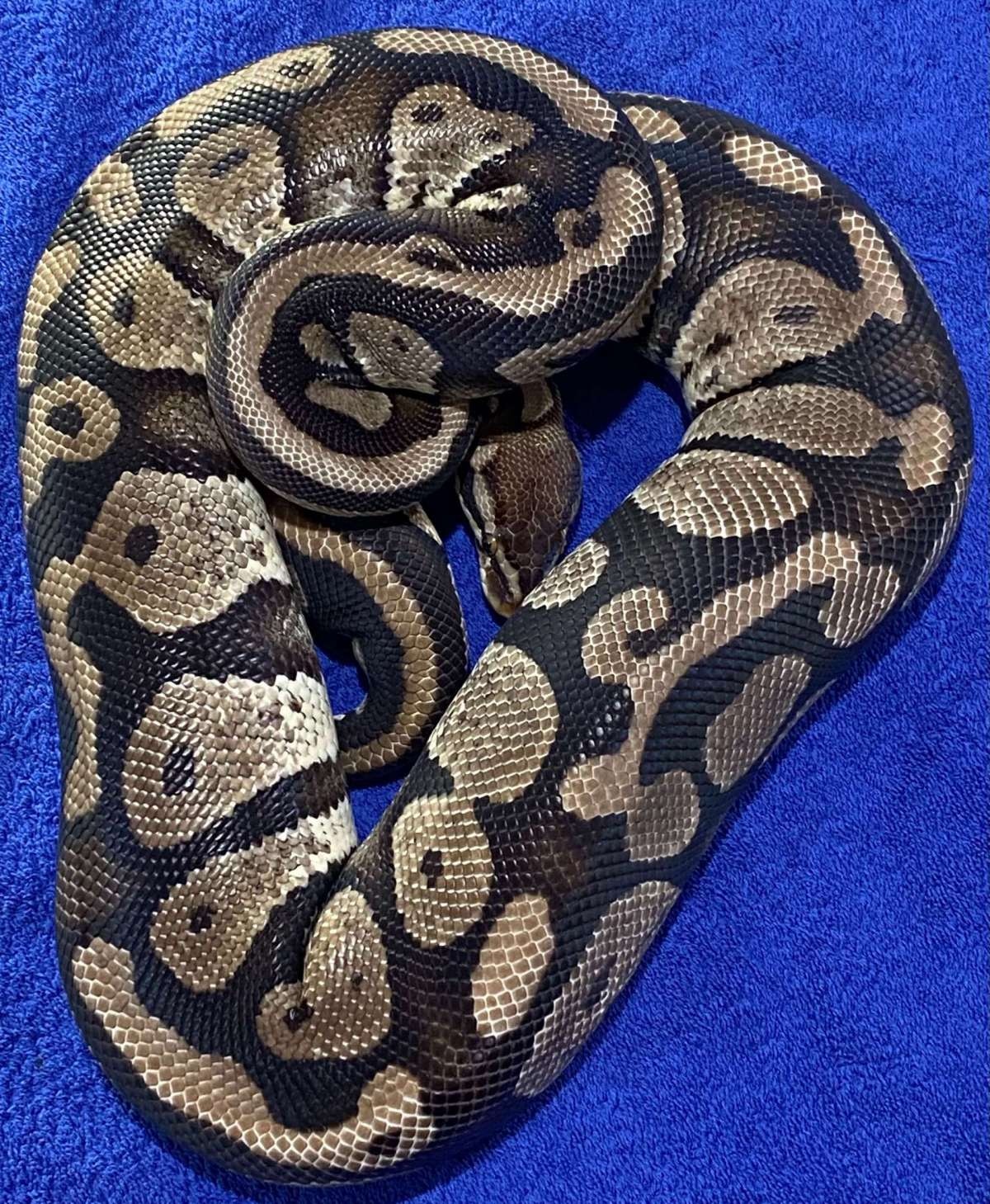 On Point Ball Pythons