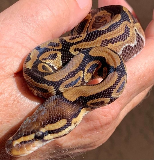 Fire Ball Python by On Point Ball Pythons