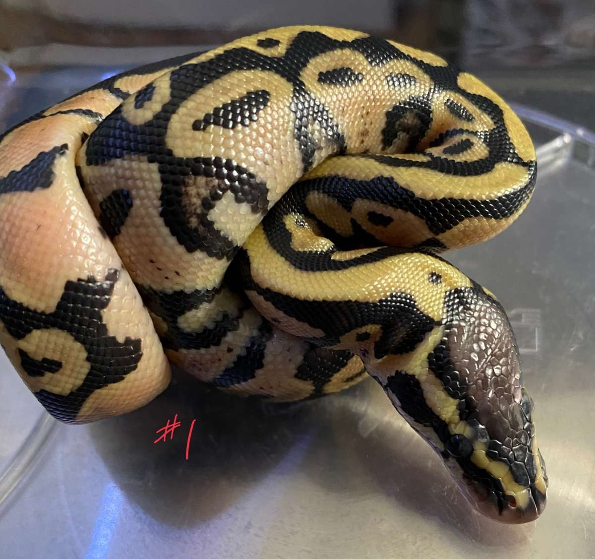 On Point Ball Pythons