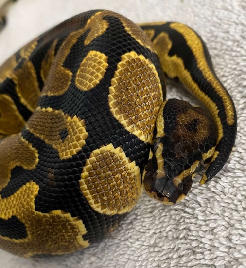 X-treme Gene Pied Ball Python by On Point Ball Pythons