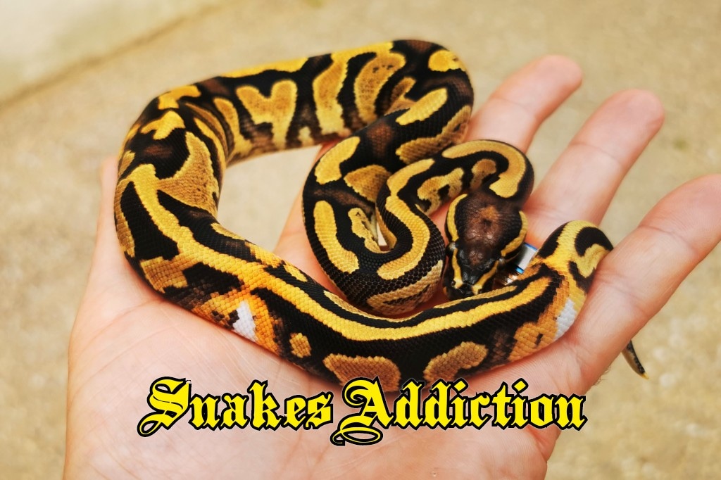 Spark Het Pied Ball Python by SnakesAddiction - MorphMarket