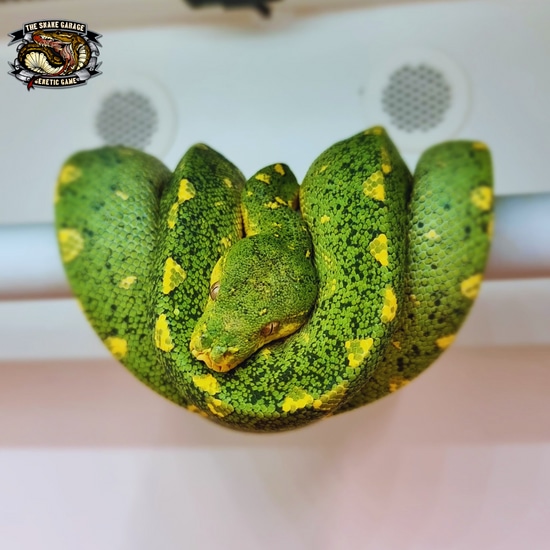 Wamena Type Green Tree Python by The-snakes Garage
