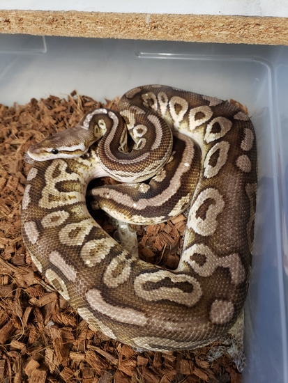 Pewter Fire Ball Python by Planet Of The Snakes And Lizards
