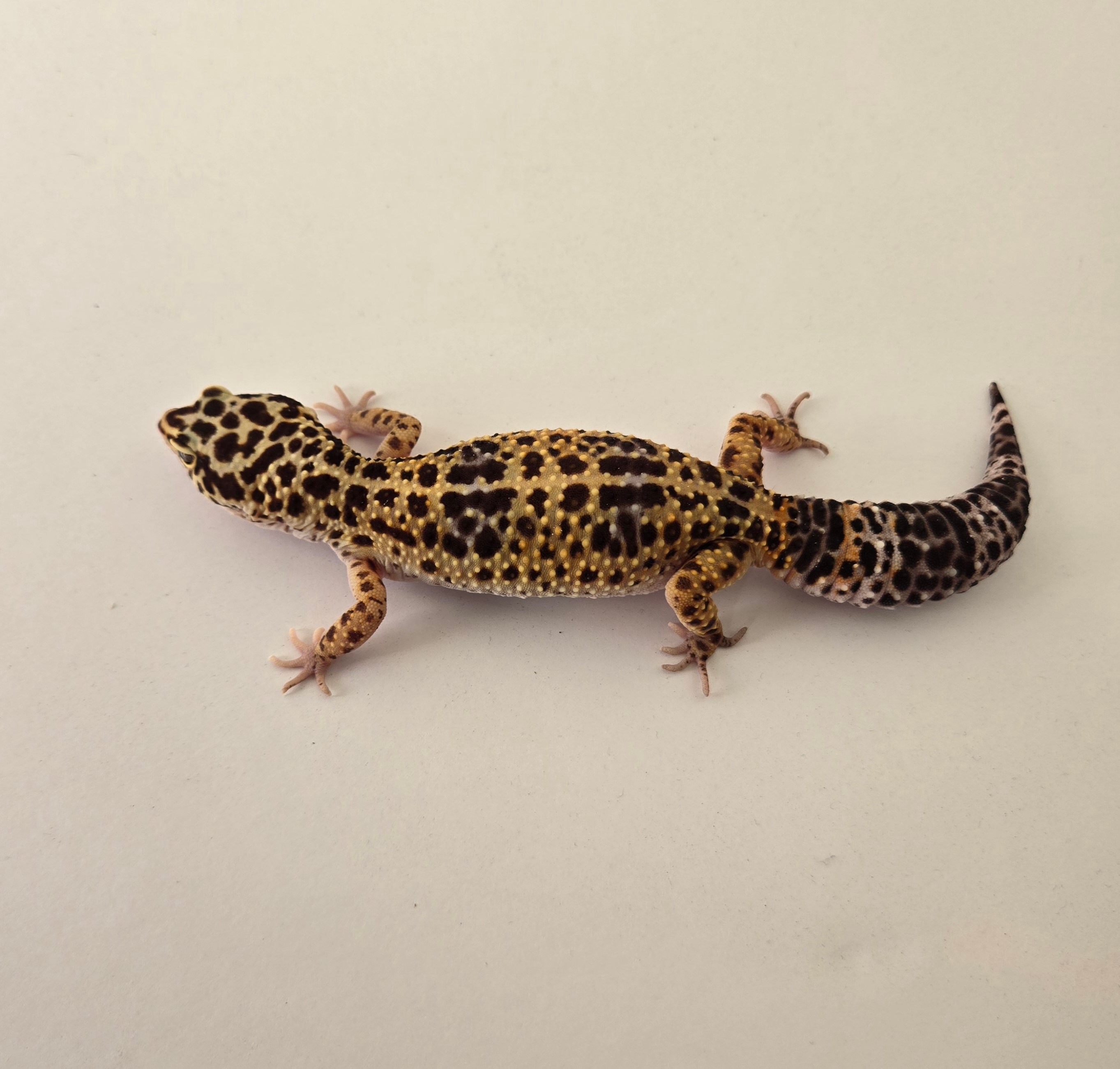 Giant Het Tremper 66% Het Eclipse Leopard Geckos by Planet