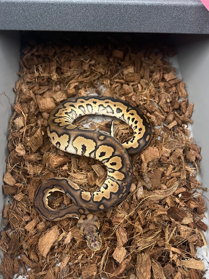 Black Pastel Clown Het Axanthic (Pos Blade) Ball Python by SuperNova ...