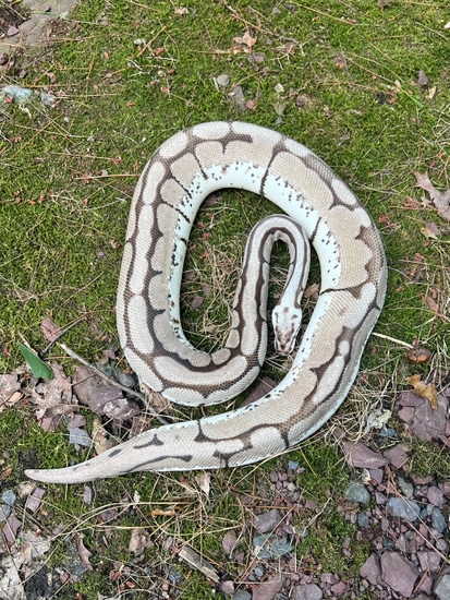 Zebra Bee Ball Python by SuperNova Serpents
