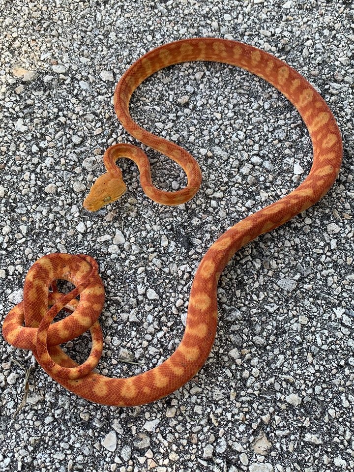 Orange Amazon Tree Boa by Snakes at Sunset MorphMarket