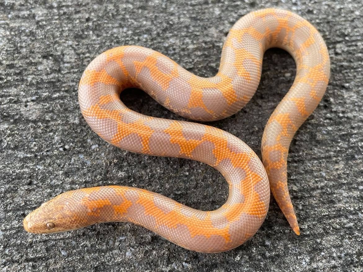 Albino Sand Boa Kenyan Sand Boa by Snakes at Sunset MorphMarket