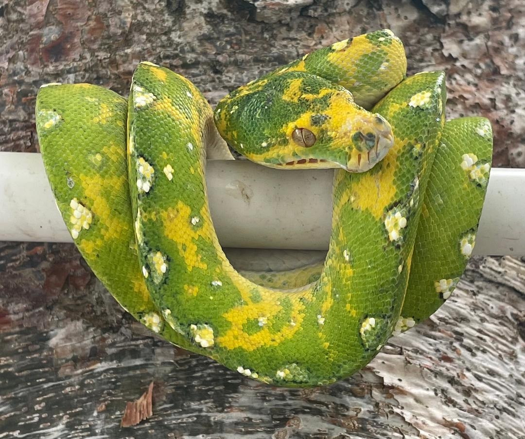 Biak Green Tree Green Tree Python by Snakes at Sunset - MorphMarket