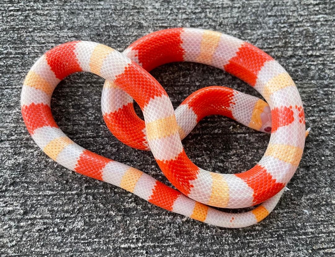 apricot pueblan milk snake for sale
