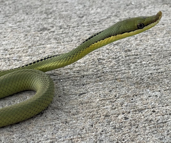 Barons Racer More Colubrid by Snakes at Sunset