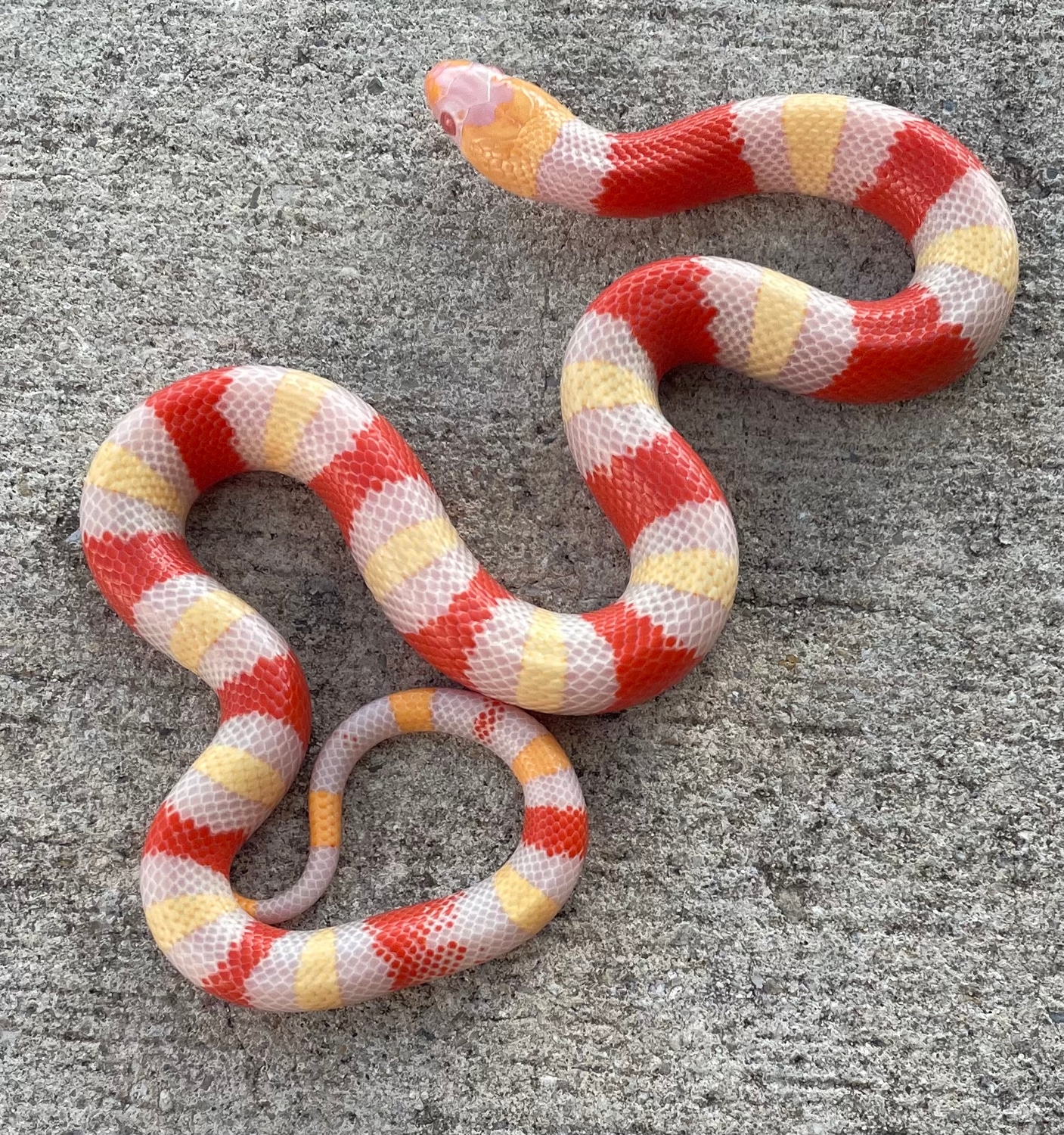 apricot pueblan milk snake for sale