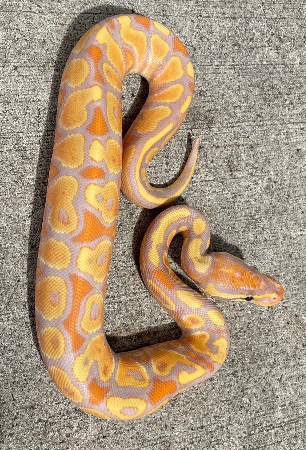 Banana Ball Python by Snakes at Sunset MorphMarket