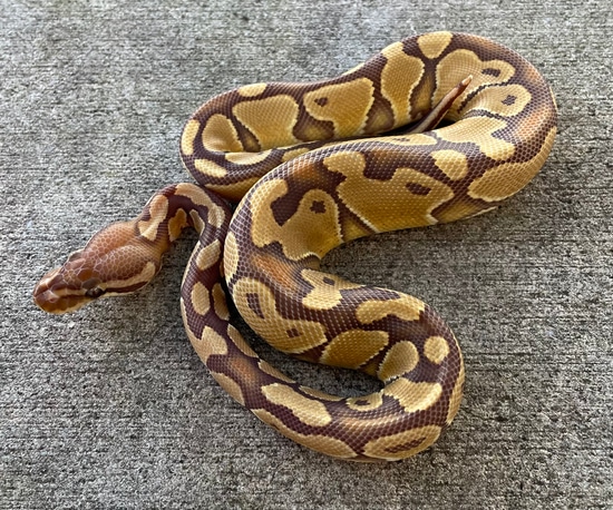 Caramel Albino Ball Python by Snakes at Sunset