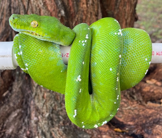 Aru Green Tree Python by Snakes at Sunset