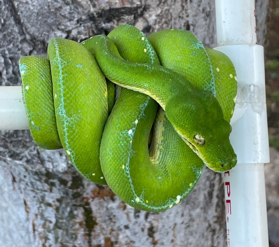 Jayapura Green Tree Python by Snakes at Sunset