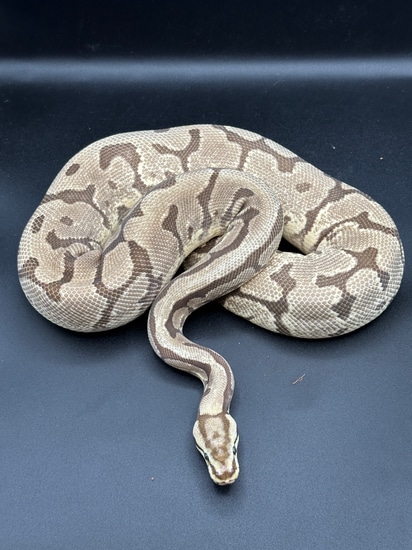 PRESLEY Ball Python by Snakes for the Memories LLC