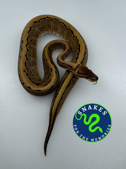 Chocolate Pinstripe DH DG Hypo Ball Python by Snakes for the Memories LLC