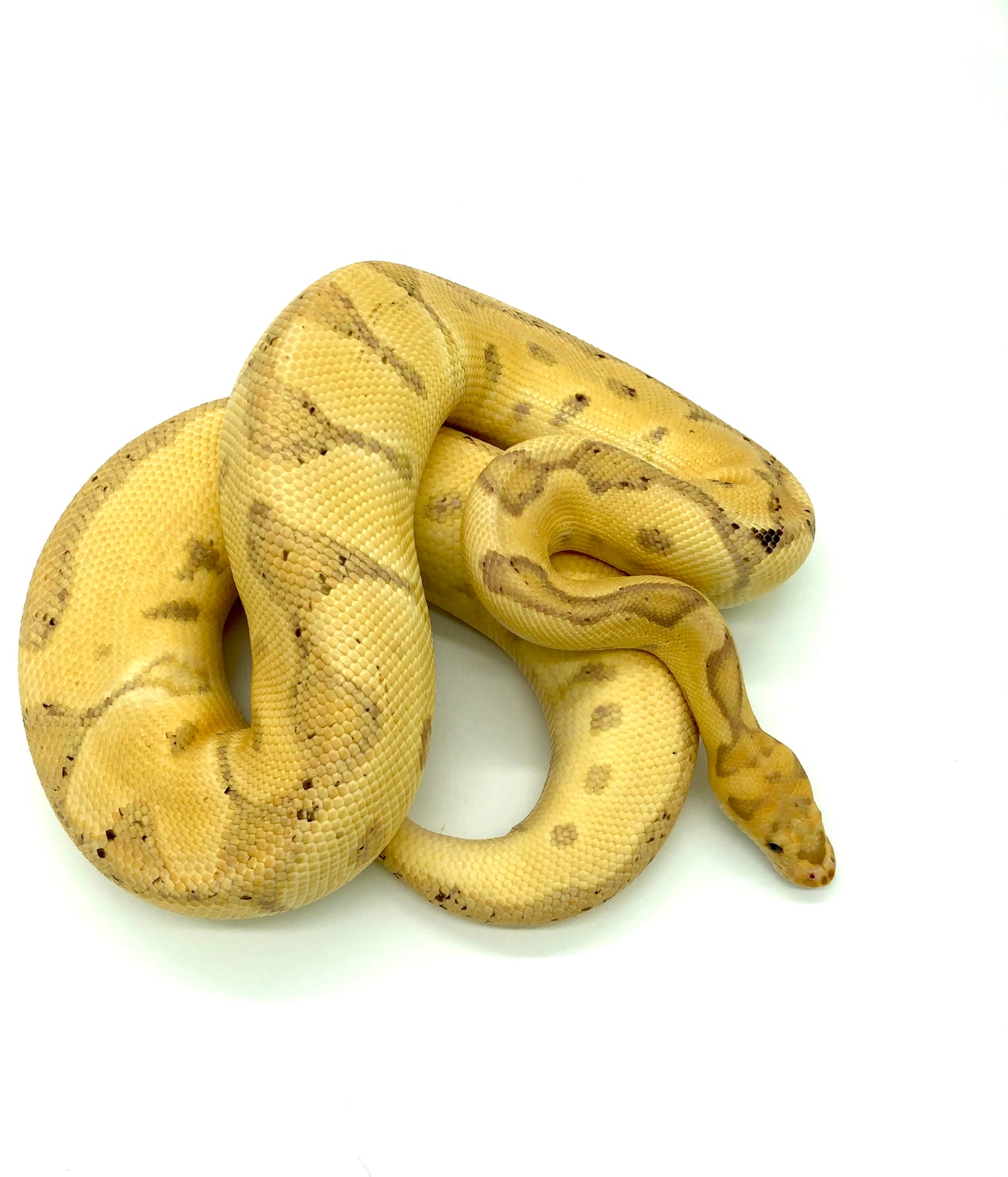 Banana Enchi Clown Ball Python by Collision Morphs MorphMarket