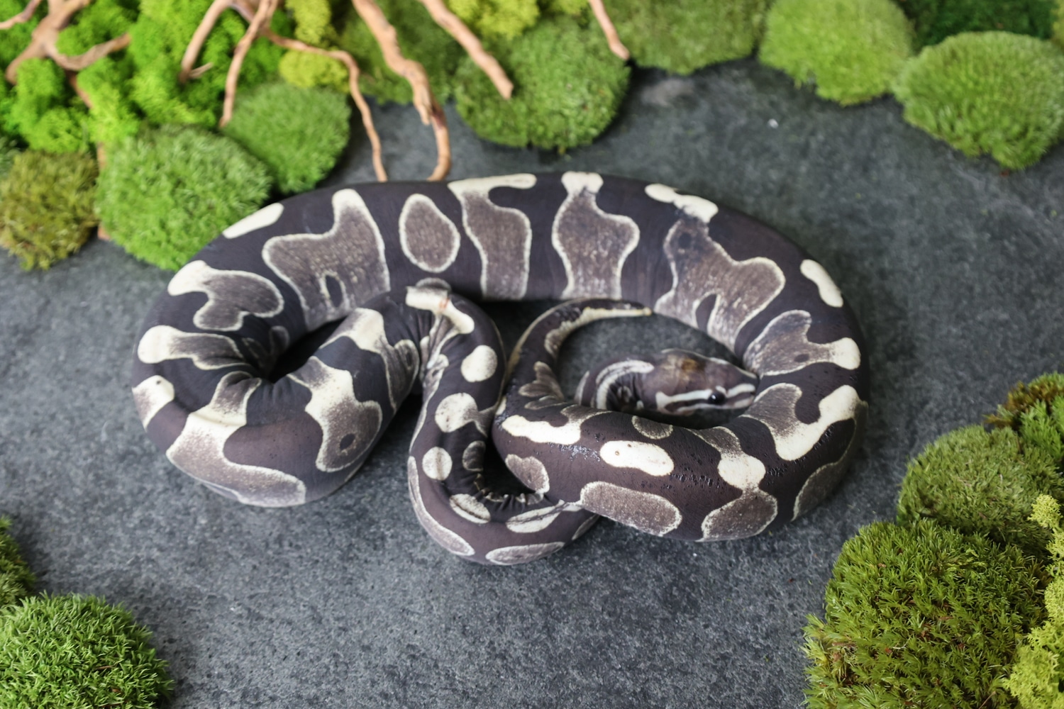 Scaleless Ball Python by Snakes Infinity - MorphMarket