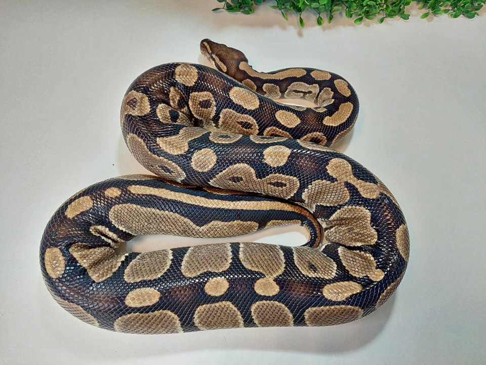 Wild Type Ball Python by Snakes 'N' Adders - MorphMarket