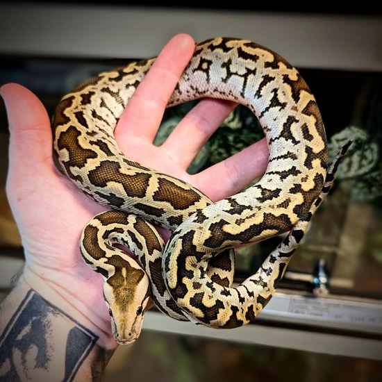 Indian Rock Python Burmese Python by Snakes 'N' Adders